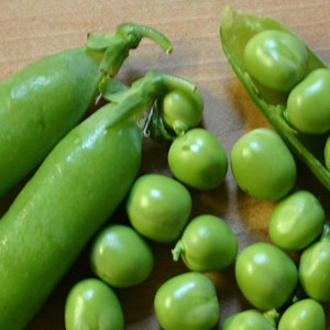 Early Frosty Shell Pea