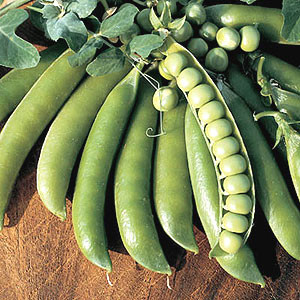 Lincoln Shell Pea