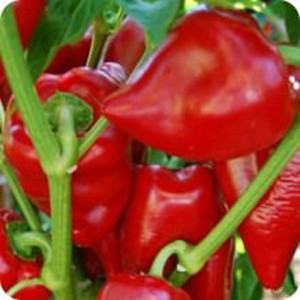 Lipstick Sweet Bell Pepper
