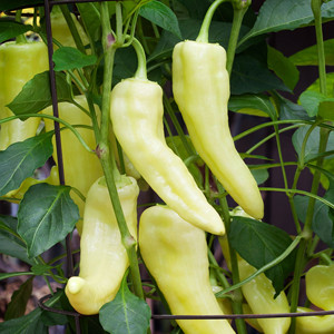 Banana Sweet Bell Pepper