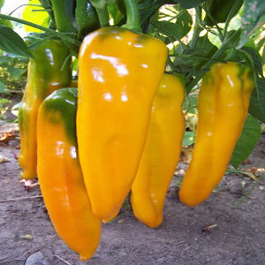 Marconi Golden Sweet Bell Pepper