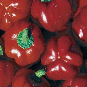 Sheepnose Sweet Pimento Pepper