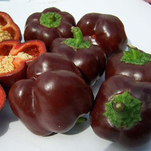Chocolate Beauty Sweet Bell Pepper