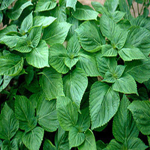 Shi-So Japanese Green Leaf Perilla Greens