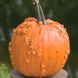 Knucklehead Pumpkin