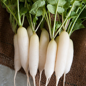 Icicle Short Top Radish