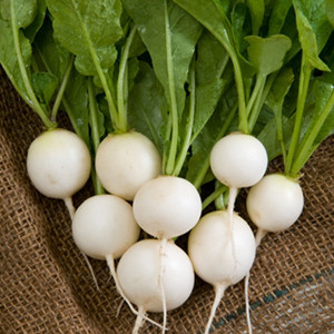 Ping Pong Radish