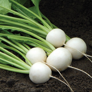 Hakurei Rutabaga (Turnip)