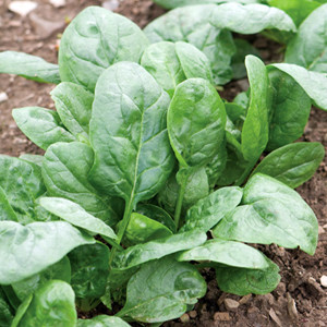 Corvair Organic Spinach