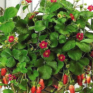 Container Patio Tarpan ABZ Strawberry
