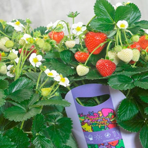 Delizz® ABZ Strawberry