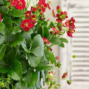 Ruby Ann Strawberry ABZ