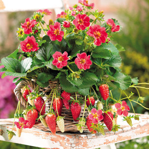 Tristan Strawberry ABZ