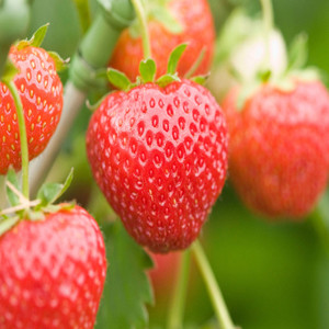 Alexandria Fragaria Strawberry