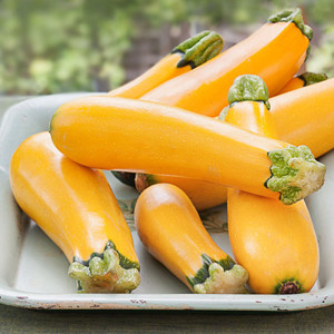 Easypick Gold Summer Squash