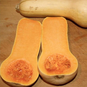 Early Butternut Winter Squash