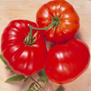 Brandywine RL Red Heirloom OP Tomato
