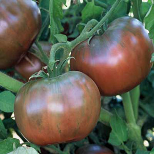 Cherokee Purple OP Tomato