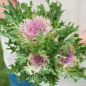 Ornamental Kale Flowering-Feather Kale Crane King White