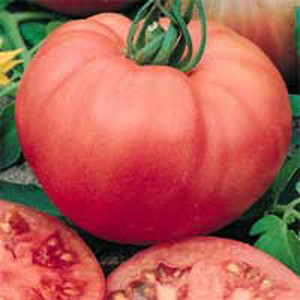 Pink Girl F1 Tomato
