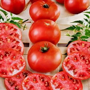 Burpee Big Boy F1 Tomato