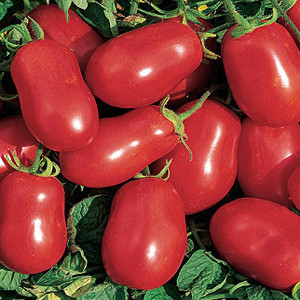Roma Tomato
