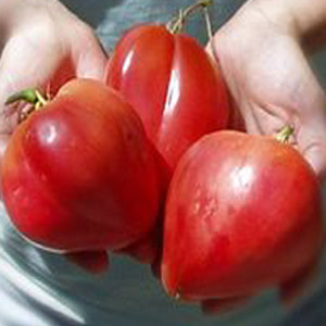 Oxheart Giant Red OP- Heirloom Tomato