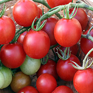 Cherry- Sweet Chelsea Tomato