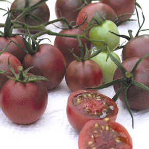 Cherry-Black Cherry Tomato