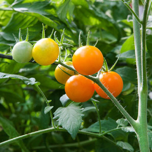 Cherry-Sun Sugar - Cherry Tomato