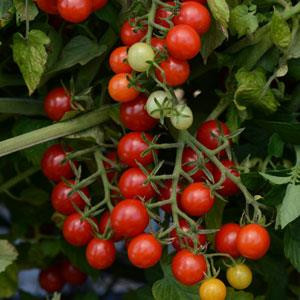 Cherry-Candyland Red- Cherry Tomato
