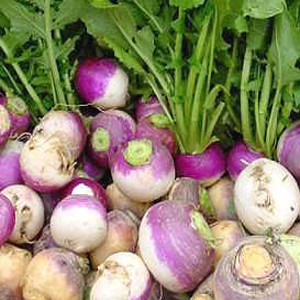 Royal Crown F1 Turnip