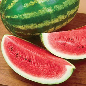 Royalty F1 Watermelon