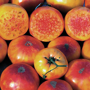 Hillbilly PL Heirloom OP Tomato