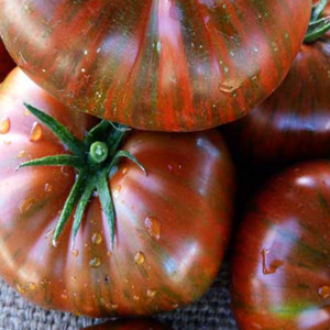 Chocolate Stripes Heirloom OP Tomato