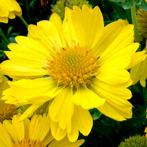 Gaillardia Mesa Yellow