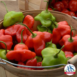 Mad Hatter Sweet Bell Pepper