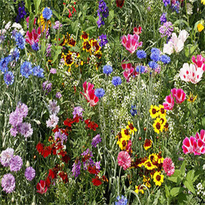Butterflies and Birds Wildflower Seed Mix