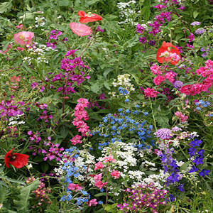 Shade Tolerant Wildflower Seed Mix
