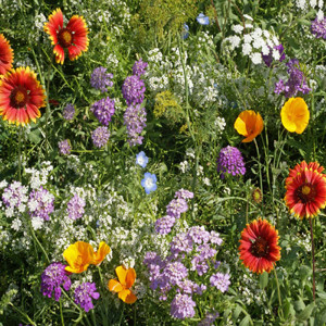 Beneficial Bug Wildflower Seed Mix