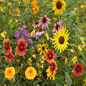 Bird Lover’s Wildflower Seed Mix