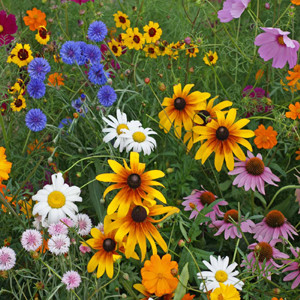 Cut Flower Wildflower Seed Mix
