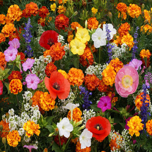 Deer Resistant Wildflower Mixture Seeds