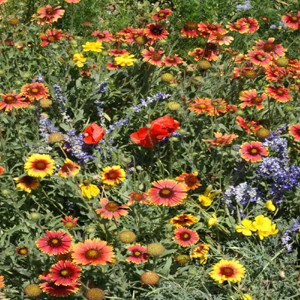 Dry Location Wildflower Seed Mix