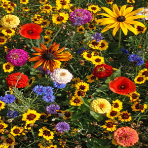 Easy Care Children's Garden Wildflower Seed Mix
