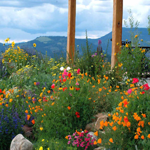 Firewise Wildflower Seed Mix