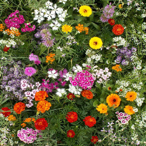 Fragrant Wildflower Seed Mix