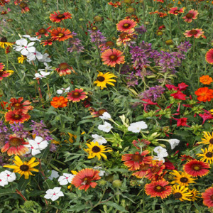 Gulf Coast Caribbean Wildflower Seed Mix