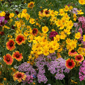 Knee-Hi Wildflower Seed Mix