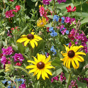Moist Location Wildflower Seed Mix